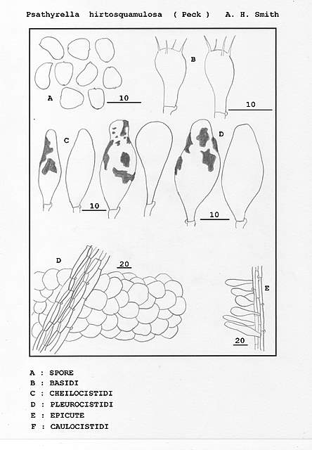 Psathyrella hirtosquamulosa   (Peck)   A. H. Smith